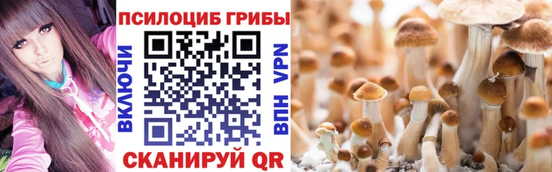 Галлюциногенные грибы Psilocybe  Купить где  Бабаево 