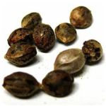 Семена марихуаны АК-47  (Seeds AK-47) в Бабаево